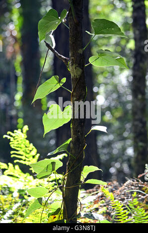 Weinblätter klettern einen Baumstamm im australischen Regenwald in Herzform Stockfoto