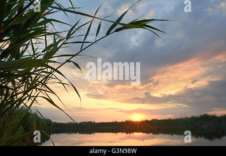 Reed gegen den Sonnenuntergang im Donau-Delta Stockfoto