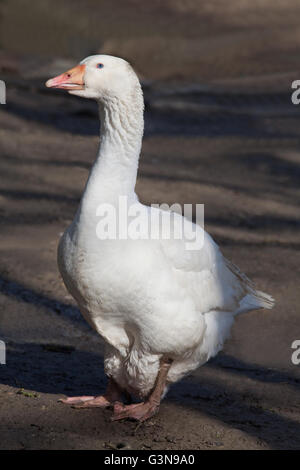 FULVOUS Pfeifen-Ente oder Ente Baum Stockfoto