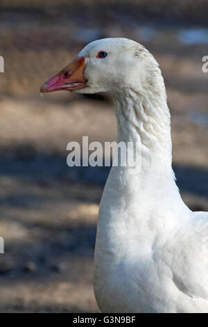 FULVOUS Pfeifen-Ente oder Ente Baum Stockfoto