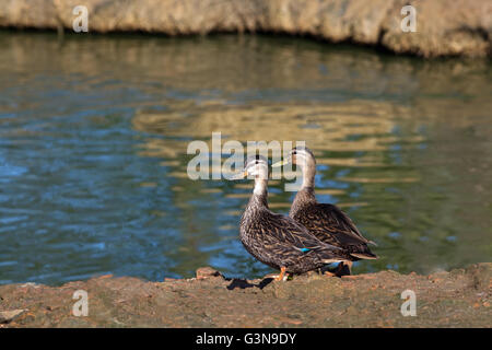 North American Black Duck (Anas Rubripes). Paar, Mann oder Drake, rechts. Hinweis: Unterschied Rechnung Farbe zwischen den Geschlechtern. Stockfoto