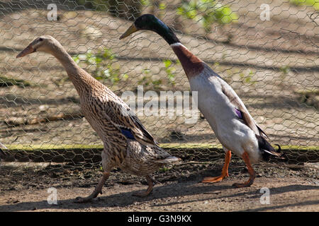 Indian Runner Enten (Anas Platyrhynchos). Forelle Farbe Vielzahl. Inland, Eiablage Rasse aus der wilden Stockente abgeleitet. Stockfoto