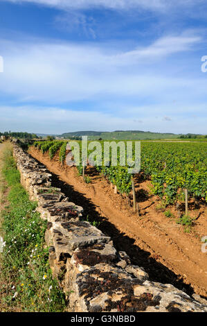 Steinmauer, Weinberg, Côte de Beaune, Burgund, Frankreich, Europa Stockfoto