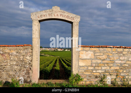 Portal des Clos De La Pucelle, Puligny Montrachet, Cote d ' or, Burgund, Frankreich Stockfoto