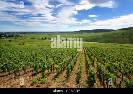 Weinberge der Cotes de Beaune, Cote d ' or, Burgund, Frankreich Stockfoto