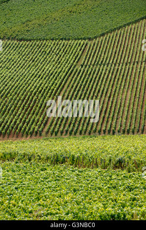 Weinberge der Cotes de Beaune, Cote d ' or, Burgund, Frankreich Stockfoto