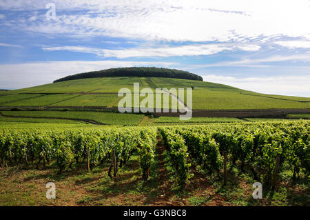 Grand Cru und premier Cru Weinberge von Aloxe Corton, Côte de Beaune, Burgund, Frankreich, Europa Stockfoto