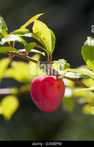 Reife einzelne Pflaume Lizzie (Prunus Domestica) auf Ast Stockfoto