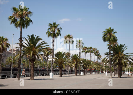 Palmen an der Promenade von Moll De La Fusta am Port Vell, Port Vell, Barcelona, Katalonien, Spanien, Europa, PublicGround Stockfoto