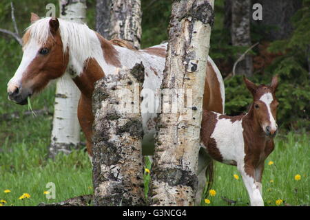 Pinto Stute und Fohlen Stockfoto