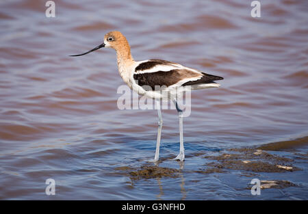 Zucht American Avocet Adult Nahrungssuche in Feuchtgebieten. Baylands Nature Preserve, Santa Clara County, Kalifornien, USA. Stockfoto