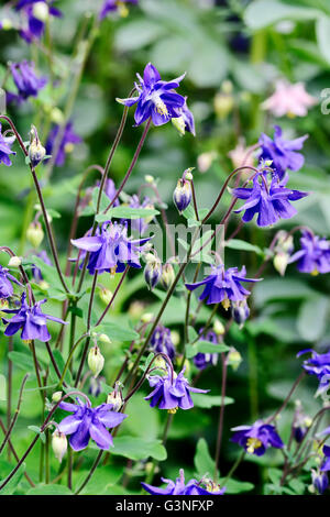 Aquilegia Vulgaris, gemeinsame Columbine oder amerikanischen Glockenblumen, Pflanzen in Blüte Stockfoto