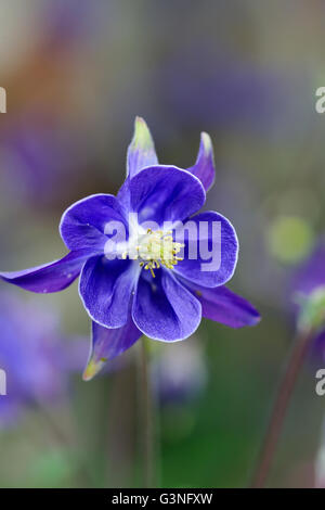 Aquilegia Vulgaris, gemeinsame Akelei, Nahaufnahme Blume Stockfoto