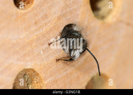 Schlupf der roten Mauerbiene (Osmia Bicornis) in Bienenhotel Stockfoto