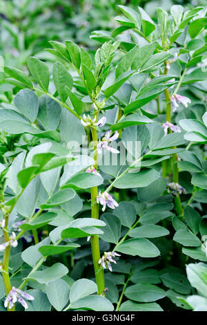 Feld Bohnen (Breite, Fava, Faba, Bell, Pferd, Windsor, Tic oder Englisch Bean) Vicia Faba, junge Pflanzen mit Blüten. Oft verkauft als Stockfoto