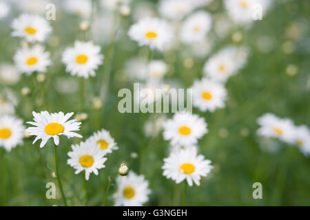 Bereich der Kamille im Sommer Stockfoto