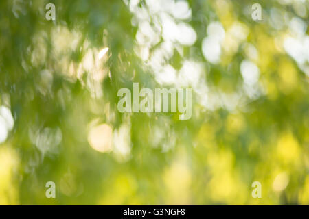 Grüner Garten Bokeh Hintergrund, Objektiv blur Stockfoto
