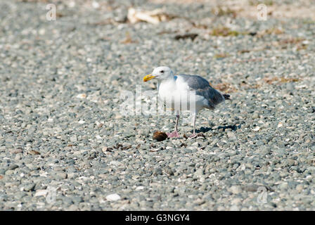 Ein Erwachsener Silbermöwe, Larus Argentatus, Fütterung auf eine Schnecke auf einem Kiesstrand in der Nähe von Victoria, British Columbia, Kanada Stockfoto