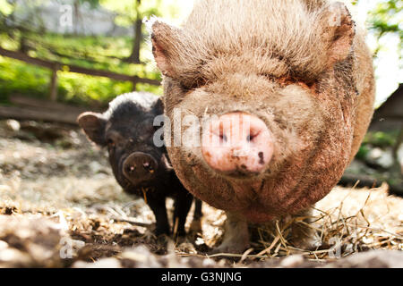 Hängebauchschwein (Sus Scrofa F. Domestica), Wildschweine auf der Weide Stockfotografie - Alamy