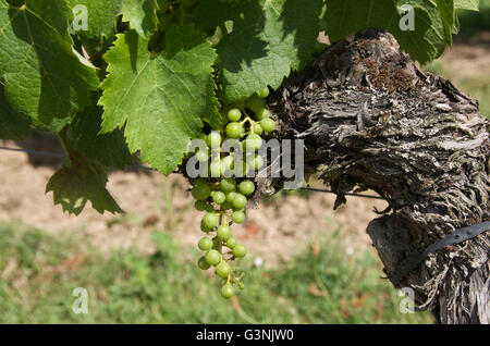 Junge Paar Trauben, Weingut von Saint-Emilion, Gironde, Aquitanien, Frankreich, Europa Stockfoto