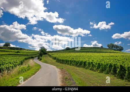 Weinberg von Saint-Émilion, Gironde, Aquitanien, Frankreich, Europa Stockfoto