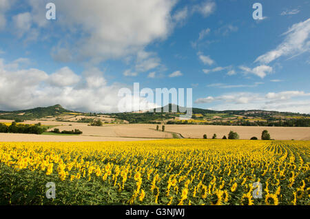 Landschaft des Lembronnais und Feld von Sonnenblumen, Auvergne, Frankreich Stockfoto