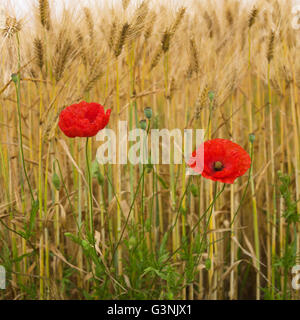 Mohn (Papaver SP.) in einem Feld von Gerste (Hordeum Vulgare), Centre, Auvergne, Frankreich, Europa Stockfoto