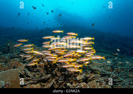 Schwarm von Zweipunkt gebändert Schnapper (Lutjanus Biguttatus) schwimmen über Coral Reef, Wakatobi Insel Indonesieren Archipel Stockfoto