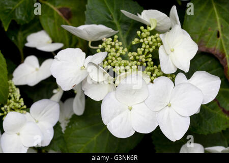 Blumen von unten Hortensie, französische Hortensie, Lacecap-Hortensien, Mophead Hortensie, Penny Mac und (Hydrangea Hortensia Stockfoto