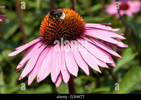 Hummel (Bombus SP.) auf die Blume ein Sonnenhut (Echinacea Purpurea) Stockfoto