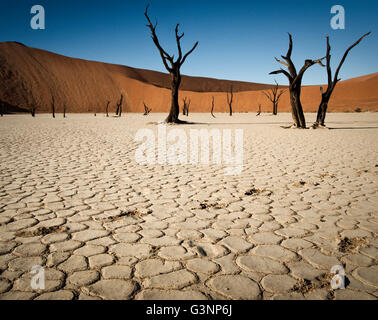 Krasse Camelthorn Bäume in einem alten Flussbett in der Namib-Wüste, Deadvlei, Namibia Stockfoto