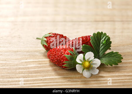 Wald-Erdbeere (Fragaria Vesca, Fraise de Bois) mit Blumen und Blättern auf Holztisch. Stockfoto