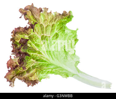 frische grüne Blätter Lollo Rosso Salat isoliert auf weißem Hintergrund Stockfoto