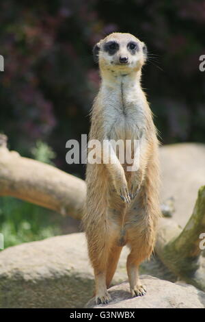 Ein Erdmännchen schaut sich um, während aufrecht auf den Hinterbeinen stehend Stockfoto