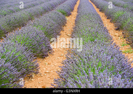 Nahaufnahme von geraden Linien der violetten Lavendelbüsche auf einer Sommerwiese Stockfoto
