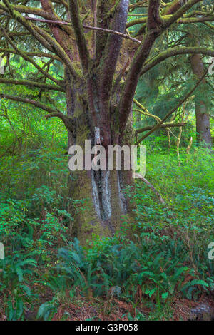 USA, Oregon, Siuslaw National Forest. Riesige Sitka Fichte (Picea Sitchensis) Baum im Küstenregenwald mit dichten Unterwuchs plan Stockfoto