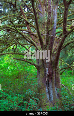 USA, Oregon, Siuslaw National Forest. Riesige Sitka Fichte (Picea Sitchensis) Baum im Küstenregenwald mit dichten Unterwuchs plan Stockfoto