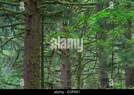 USA, Oregon, Siuslaw National Forest. Cape Perpetua Scenic Area, uralten Küstenregenwald der Sitka-Fichte (Picea sitchensis Stockfoto