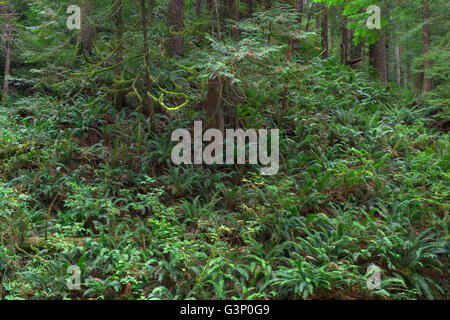 USA, Oregon, Siuslaw National Forest, Cape Perpetua Scenic Area, Schwert Farn dominiert Unterwuchs in uralten Küstenwald. Stockfoto