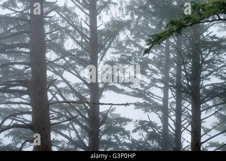 USA, Oregon, Siuslaw National Forest, Cape Perpetua Scenic Area, Sitka Fichte (Picea Sitchensis) Bäume im Nebel in der Nähe Küste. Stockfoto