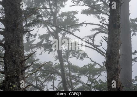 USA, Oregon, Siuslaw National Forest, Cape Perpetua Scenic Area, Sitka Fichte (Picea Sitchensis) Bäume im Küstennebel. Stockfoto
