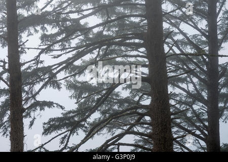 USA, Oregon, Siuslaw National Forest, Cape Perpetua Scenic Area, Sitka Fichte (Picea Sitchensis) Bäume im Küstennebel. Stockfoto