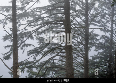 USA, Oregon, Siuslaw National Forest, Cape Perpetua Scenic Area, Sitka Fichte (Picea Sitchensis) Bäume im Küstennebel. Stockfoto