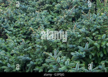 USA, Oregon, Neptun State Scenic Viewpoint, niedrigen, dichten Wachstum von Sitka Fichte (Picea Sitchensis) Filialen in der Nähe Küste. Stockfoto