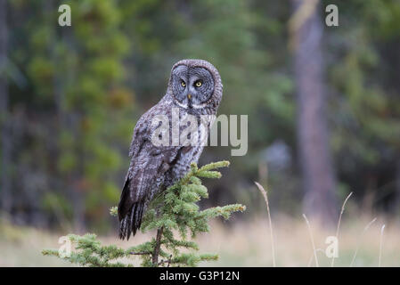 Eule tree Topper Stockfoto
