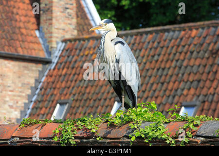 Ein Graureiher (Ardea Cinerea) an die fürstliche Beginenhof Ten-Wijngaerde (1245) in Brügge, Belgien Stockfoto