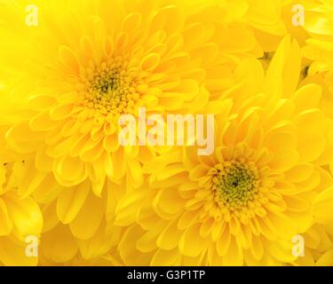 Gelbe Blütenköpfe Nahaufnahme. Stockfoto