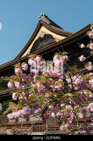 Kirschbaum in voller Blüte vor Zenko-Ji (Zenkoji) Tempel, Nagano, Japan Stockfoto