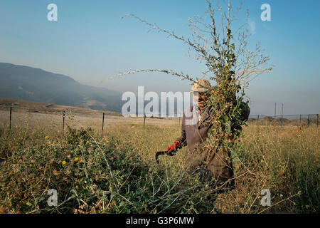 Ein Landwirt löscht Disteln aus seinem Land in der Nähe von Safranbolu in der Provinz Karabuk, Türkei Stockfoto