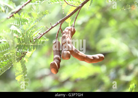 frische Tamarind auf Baum Stockfoto